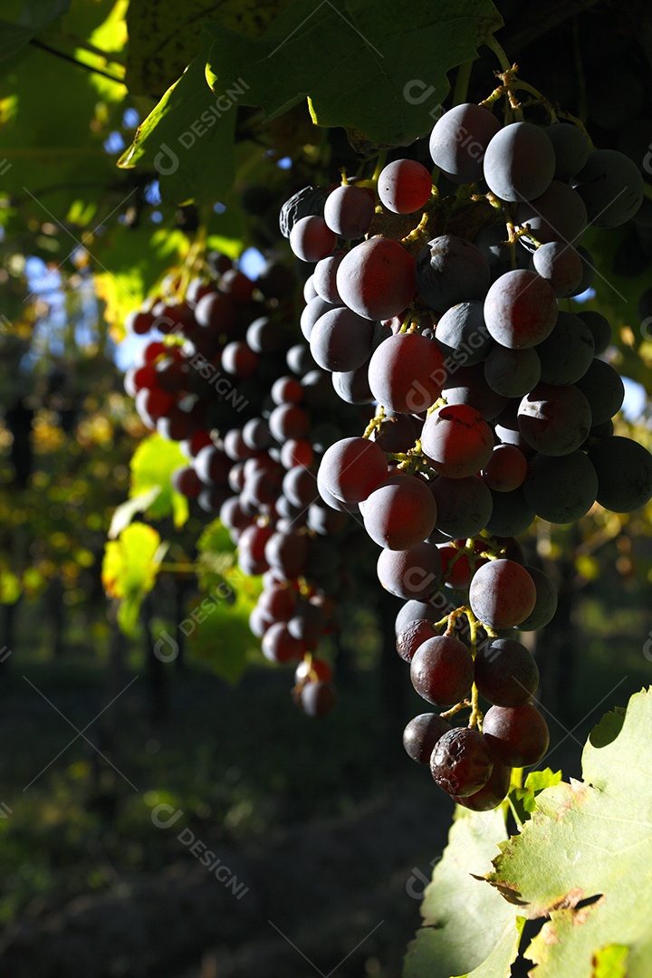 Cachos de uvas roxas linda na plantação