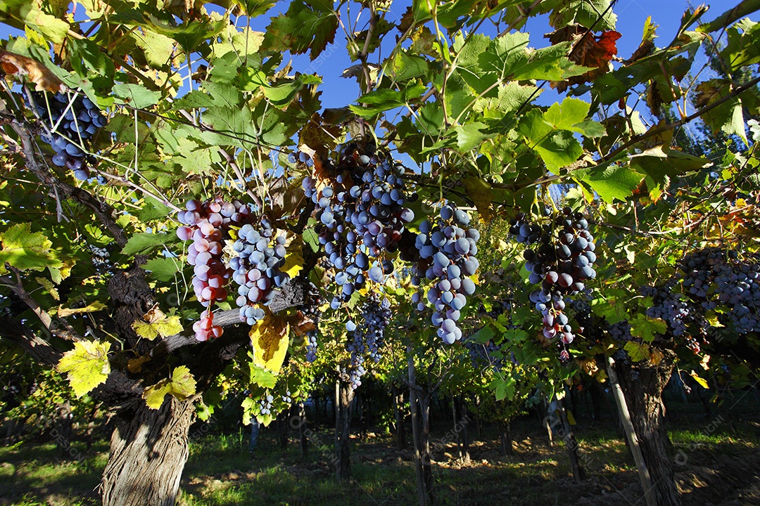 Plantação de uvas roxas