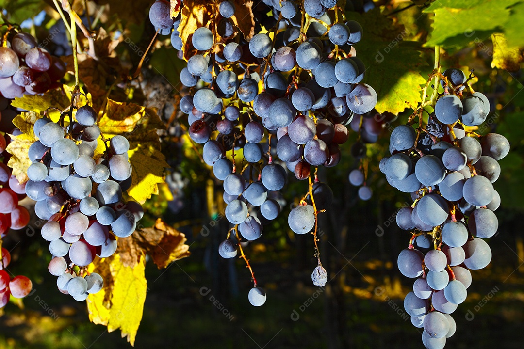 Plantação de uvas roxas