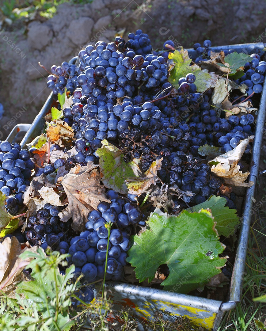 Caixa com muitas uvas em colheita