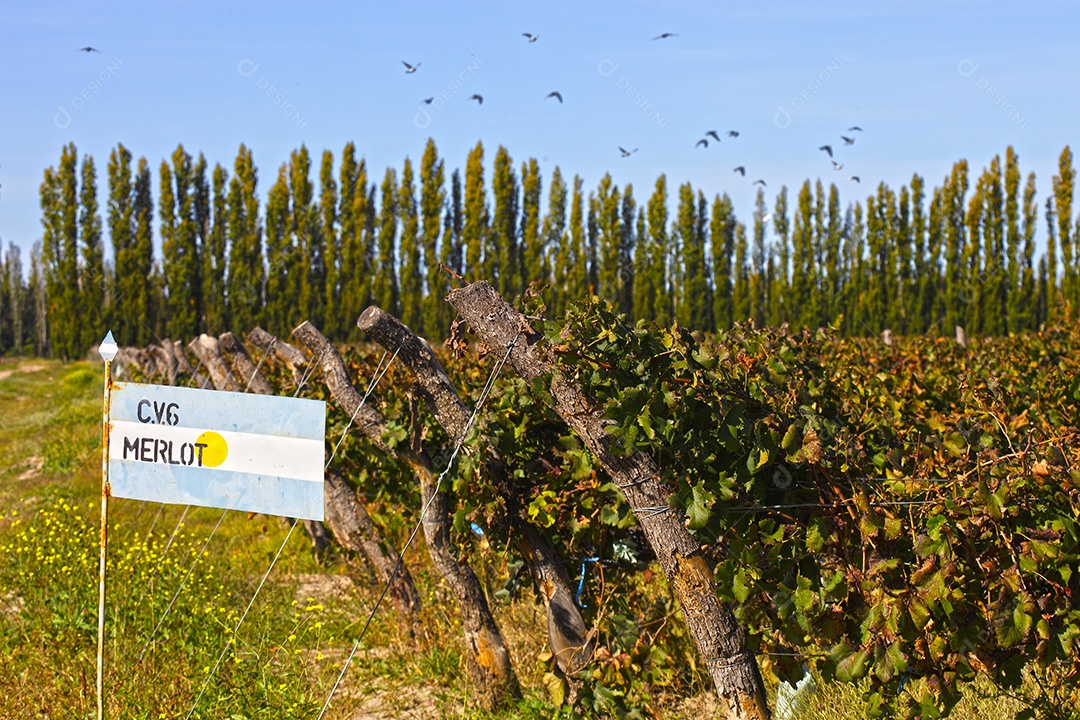 Plantação com árvores e pássaros