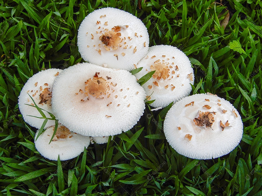 Cogumelos brancos na grama verde