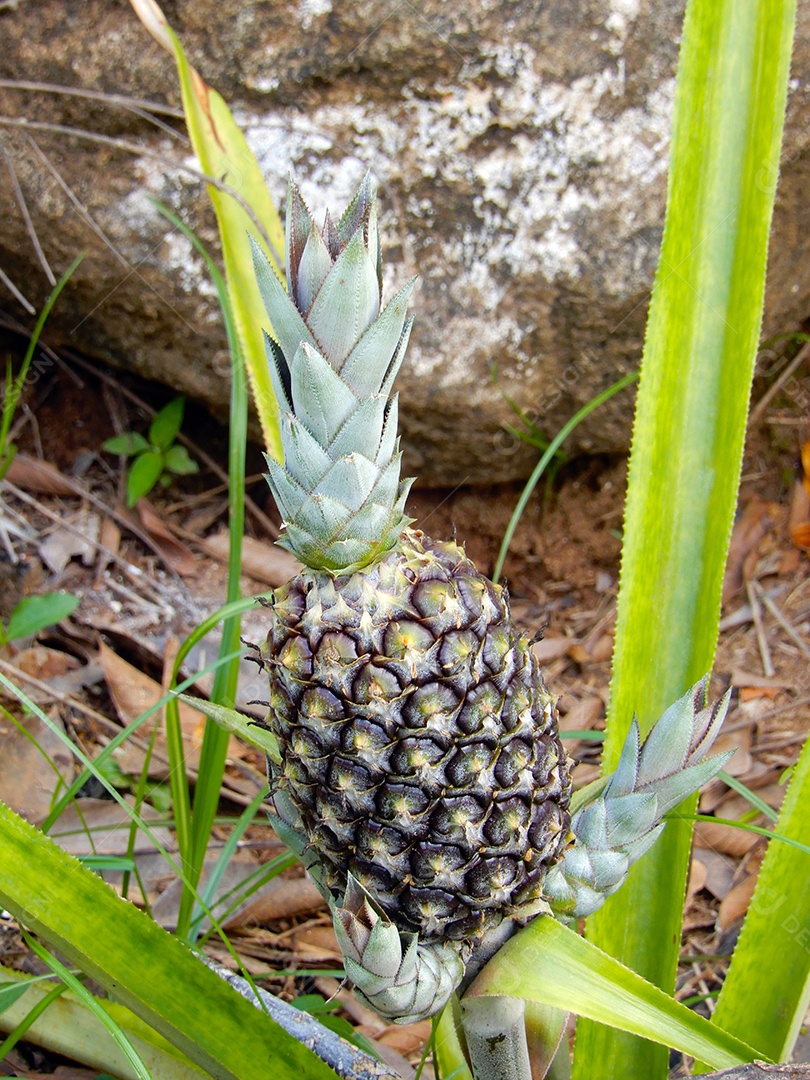 Cultivo de frutas tropicais de abacaxi em uma fazenda
