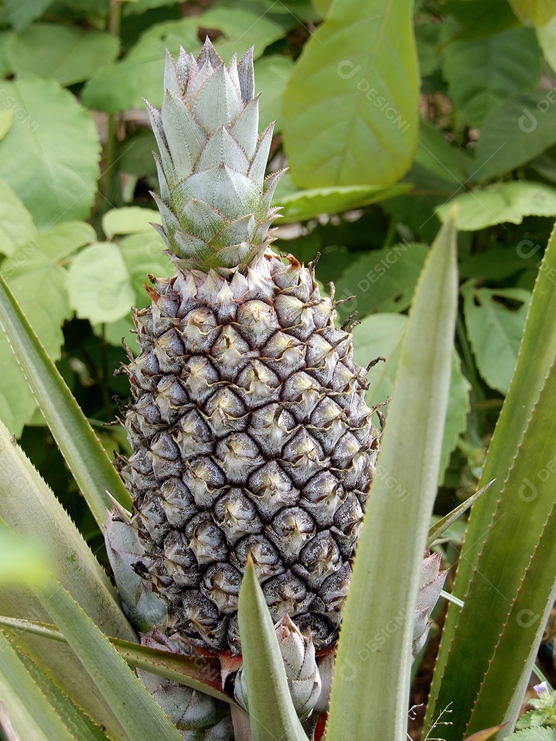 Cultivo de frutas tropicais de abacaxi em uma fazenda