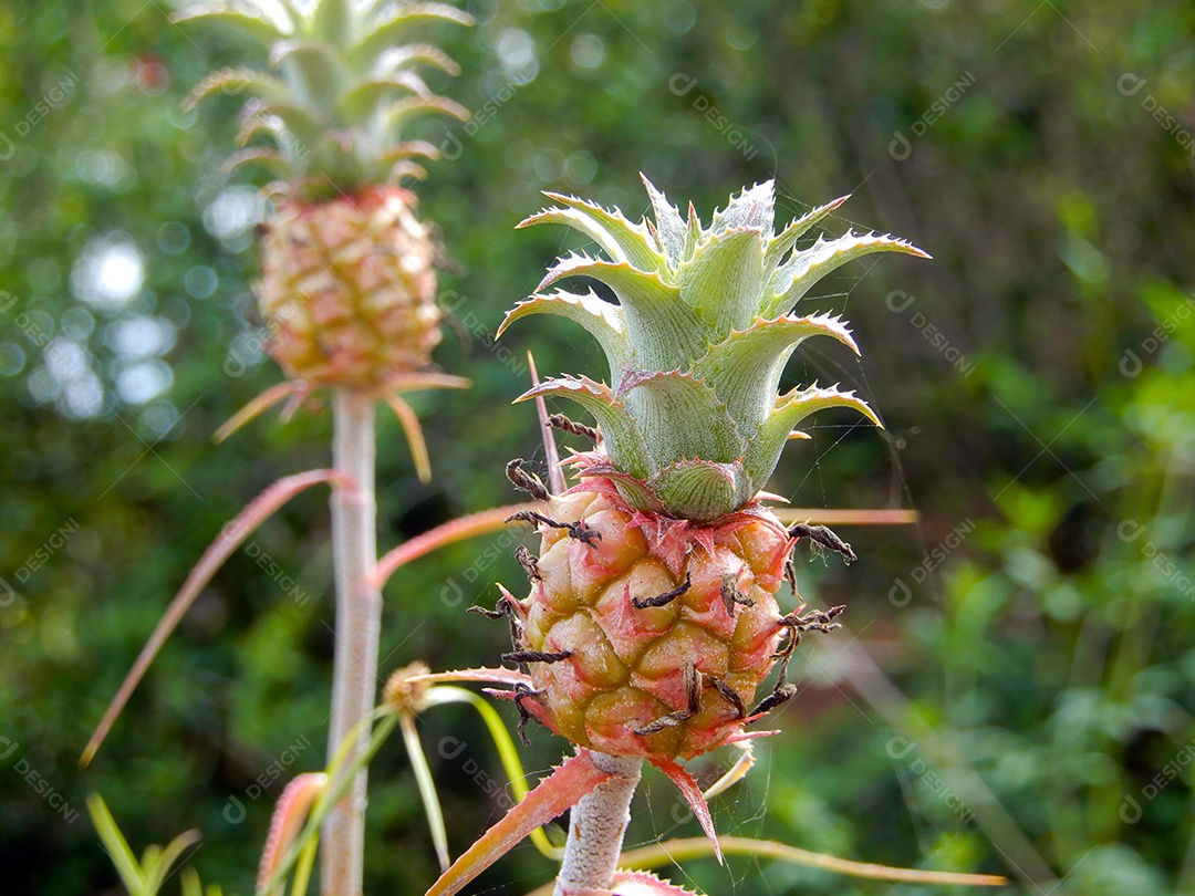 Cultivo de frutas tropicais de abacaxi em uma fazenda