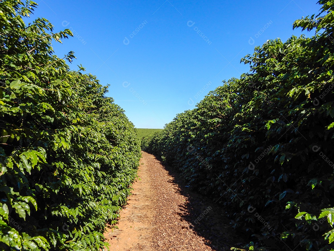 Grão de café na árvore plantação