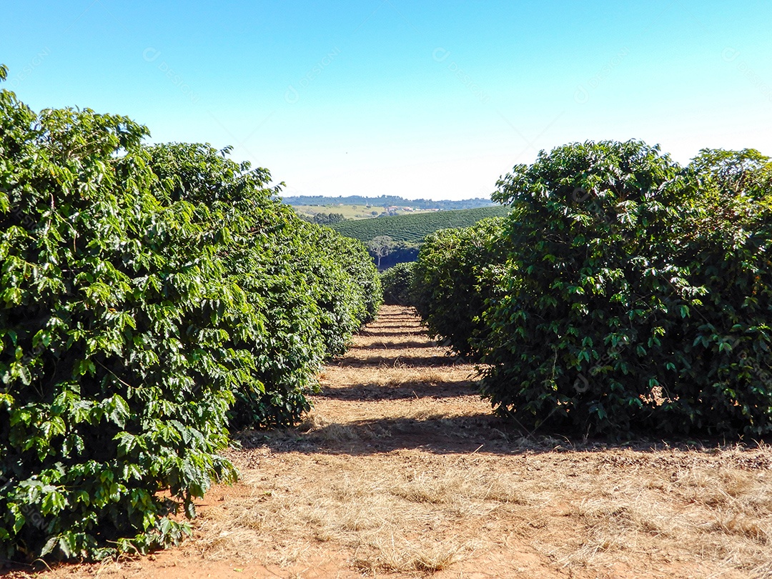 Grão de café na árvore plantação