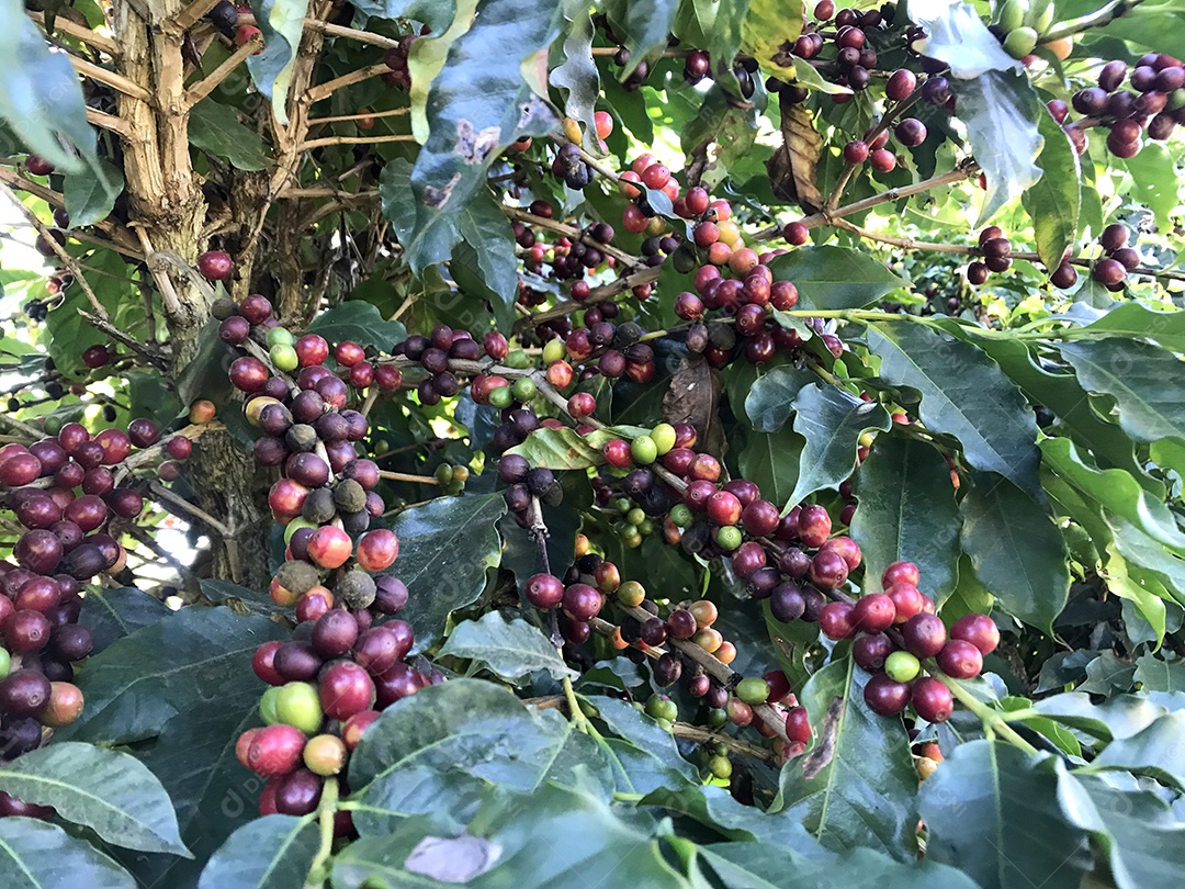 Grão de café na árvore plantação
