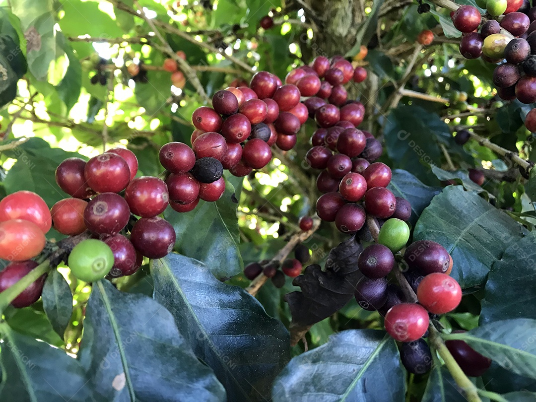 Grão de café na árvore plantação