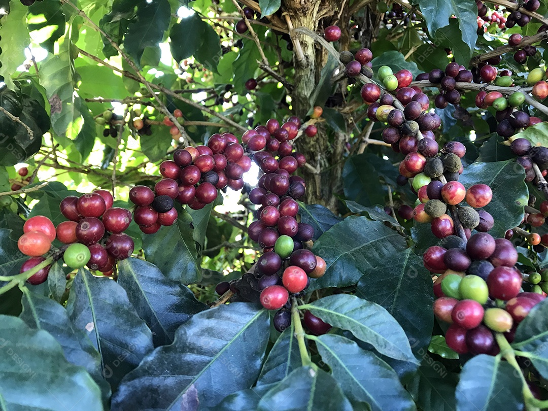 Grão de café na árvore plantação