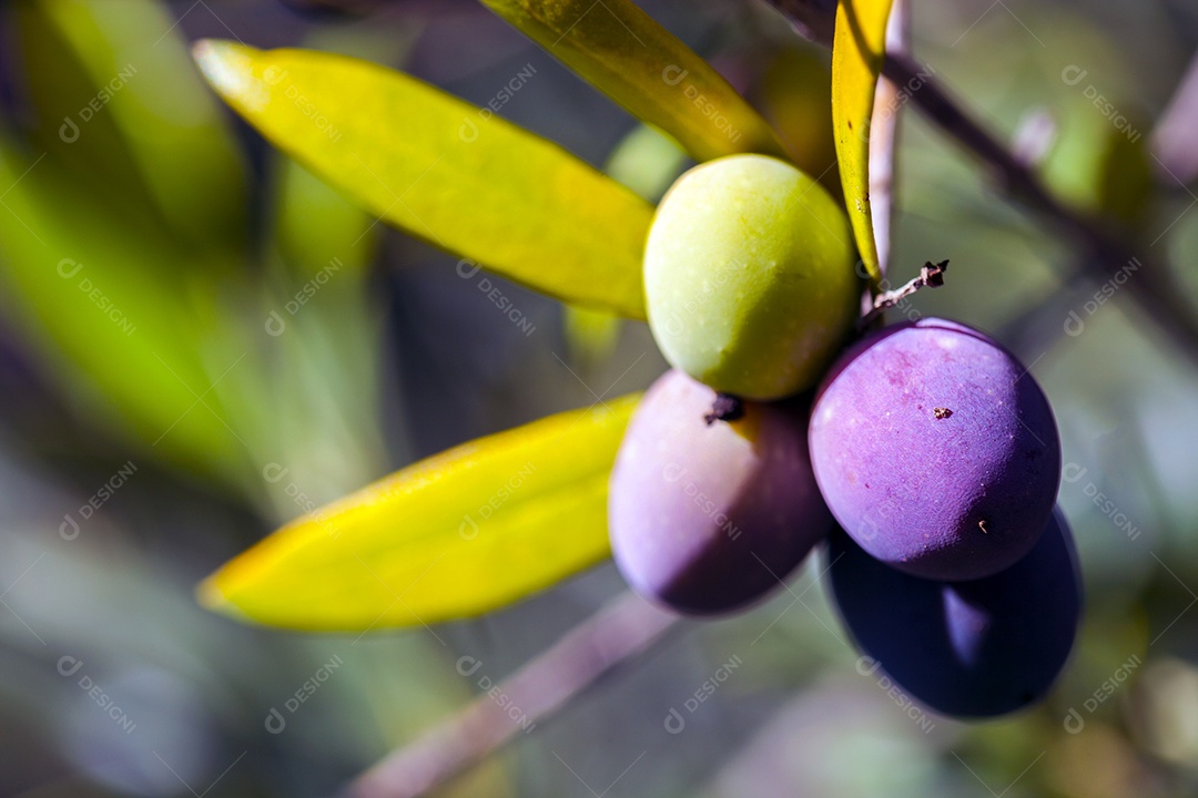 Ramo de oliveira com frutas e folhas
