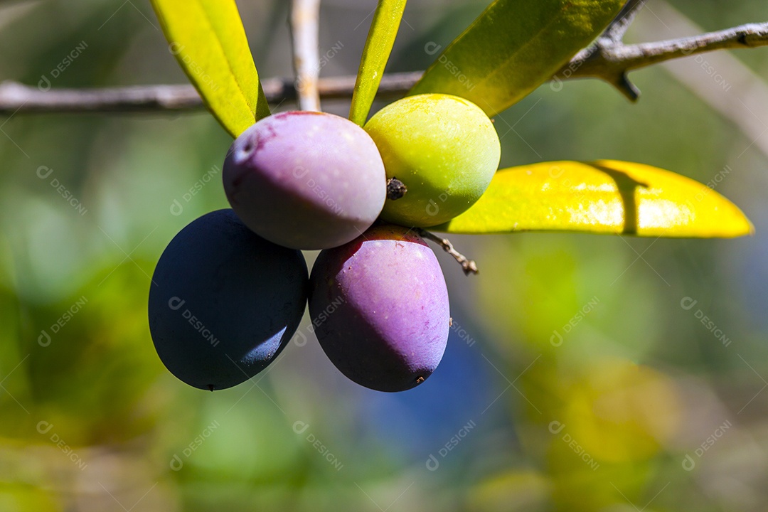Ramo de oliveira com frutas e folhas