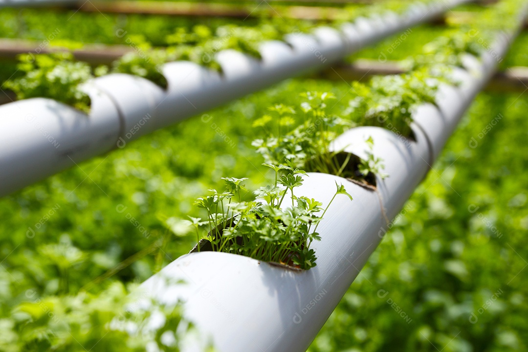 Fazenda de plantação hidropônica