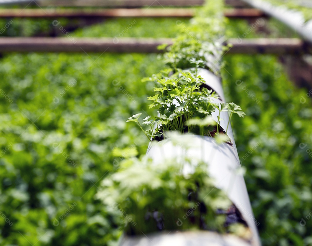 Fazenda de plantação hidropônica
