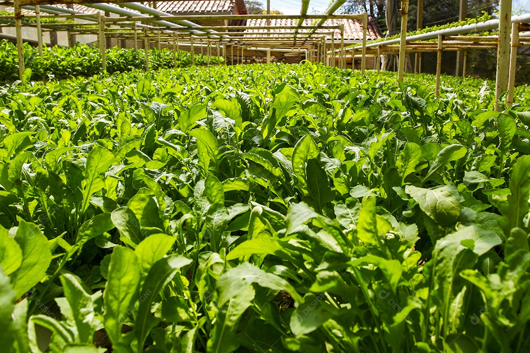 Fazenda de plantação hidropônica rúcula