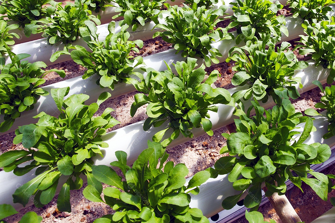 Fazenda de plantação hidropônica rúcula