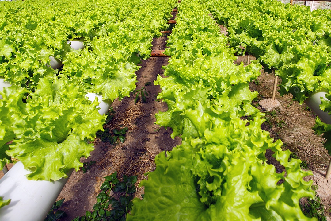 Fazenda de plantação hidropônica alface