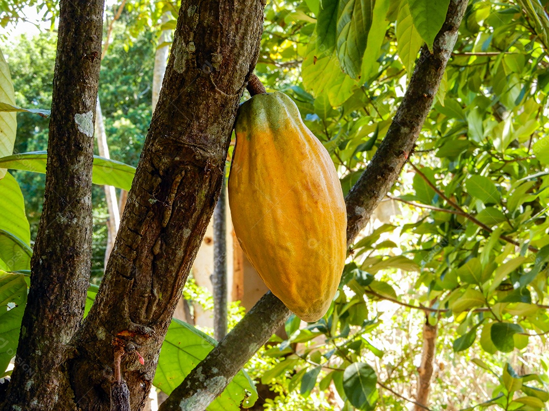 Fruta de cacau pendurada na árvore
