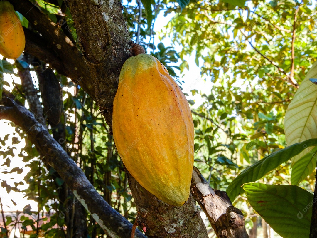 Fruta de cacau pendurada na árvore