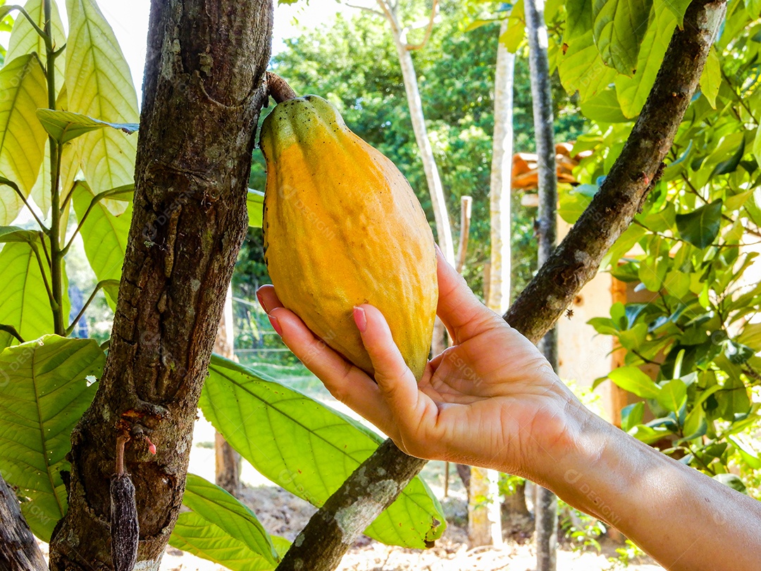 Fruta de cacau pendurada na árvore