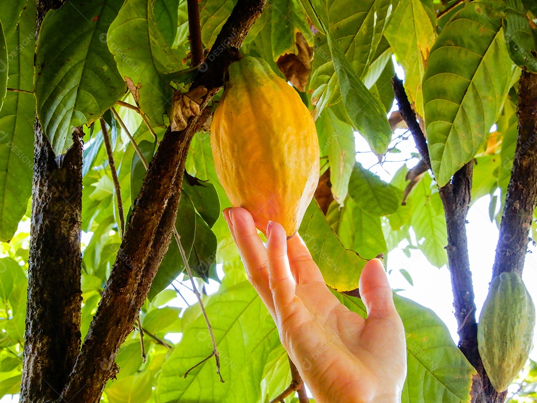 Fruta de cacau pendurada na árvore