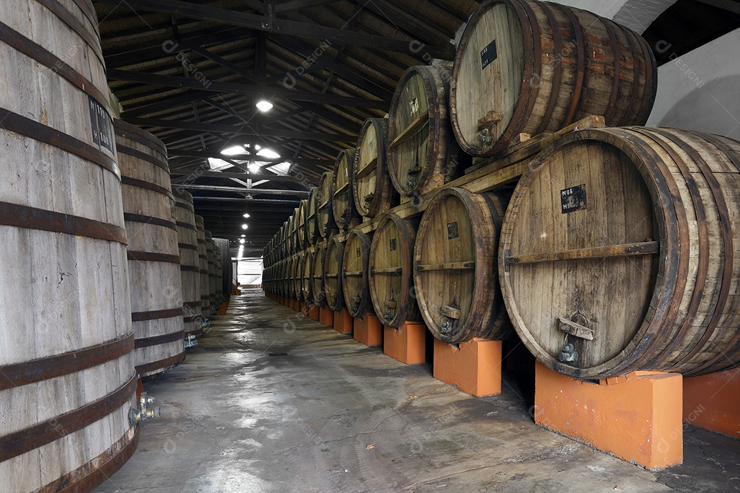 Vinhedo e barricas de madeira