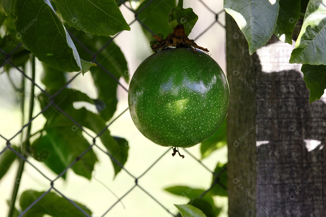 Maracujá verde em galho de maracujazeiro