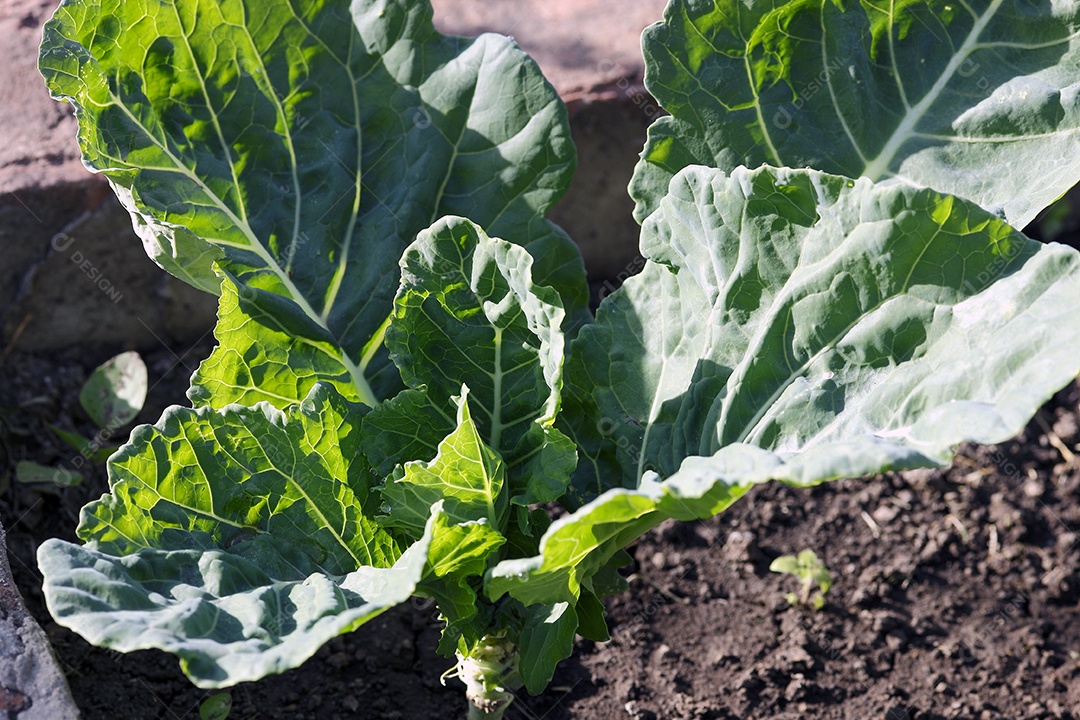 Couve verde em canteiro
