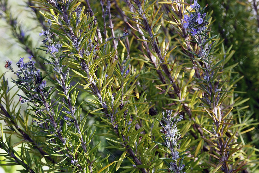 Alecrim no meio da natureza