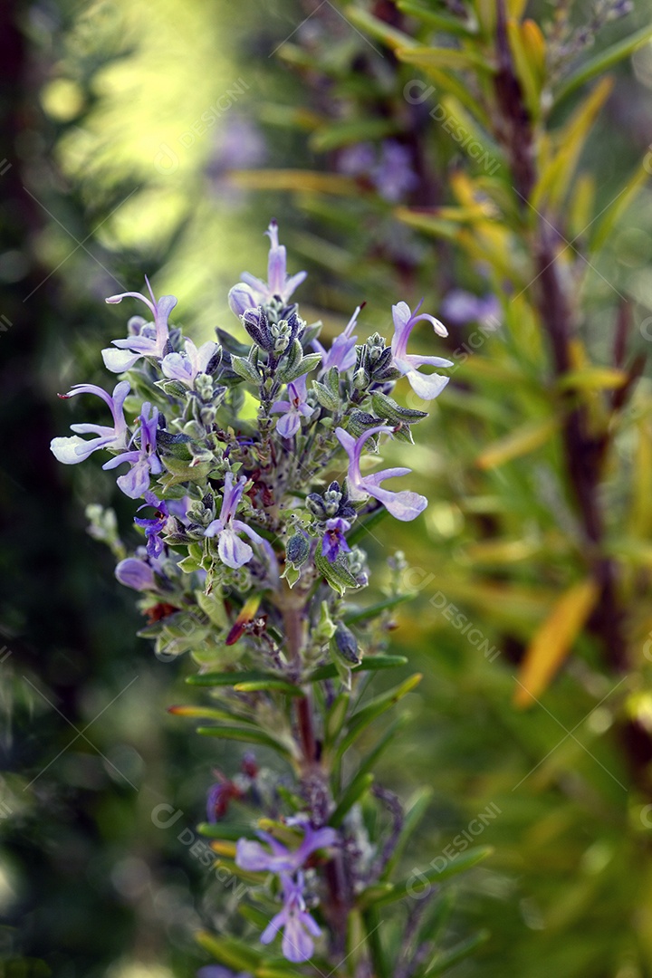 Alecrim no meio da natureza