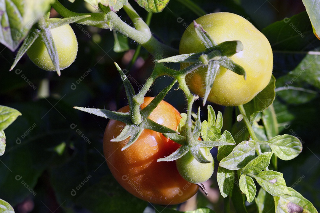 Tomates ôrganicos em horta