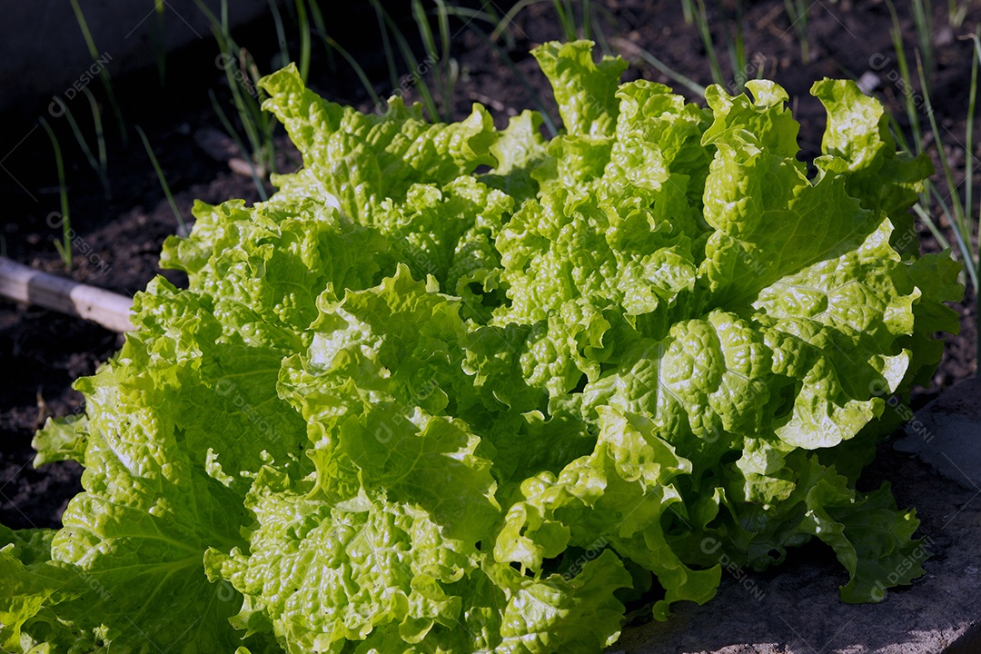 Alface ôrganico em horta