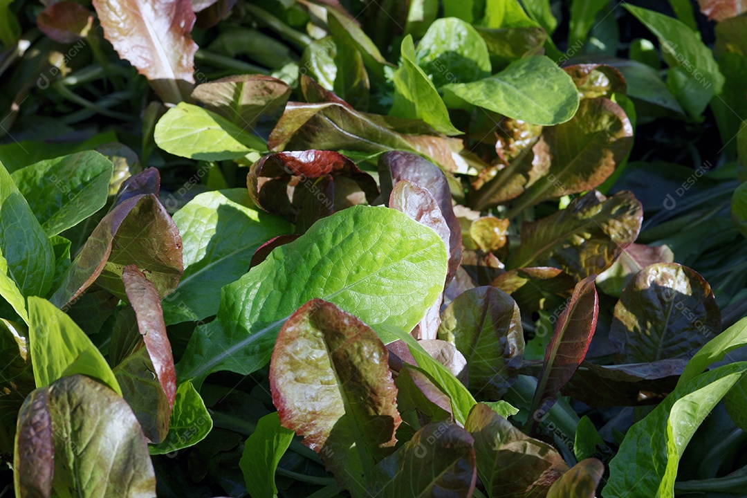 Espinafre ôrganico ervas rasteira