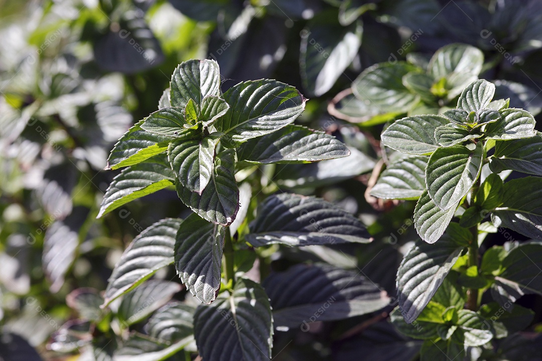 Muitas hortelã orgânica