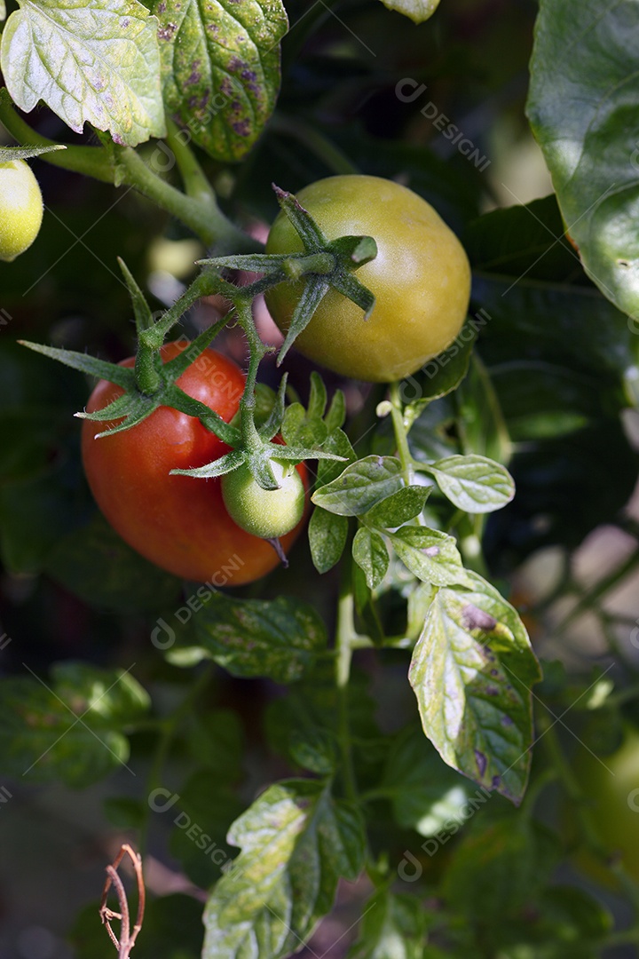 Tomate orgânico em horta
