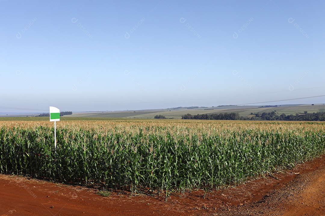 Plantação de milho