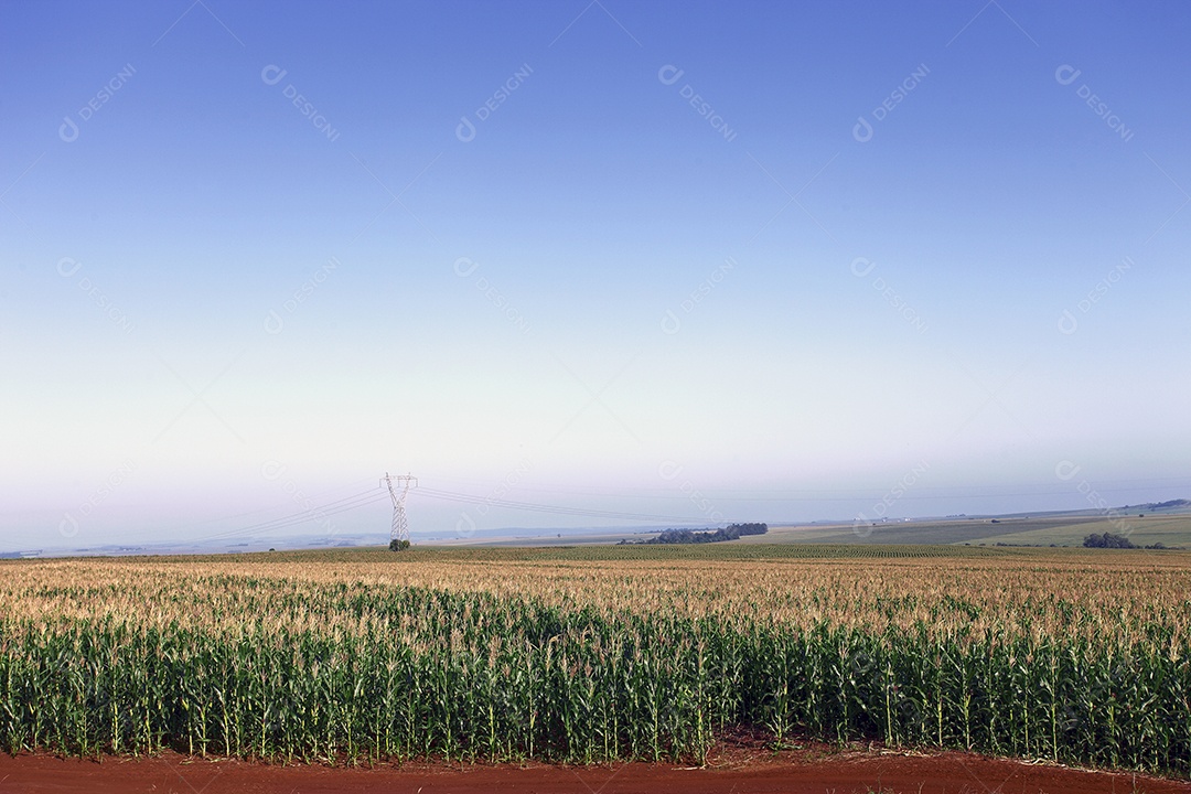 Plantação de milho