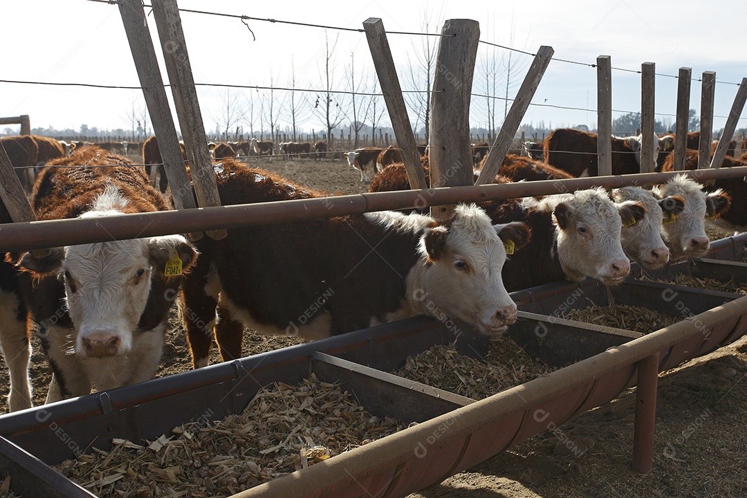 Gado Hereford em um curral