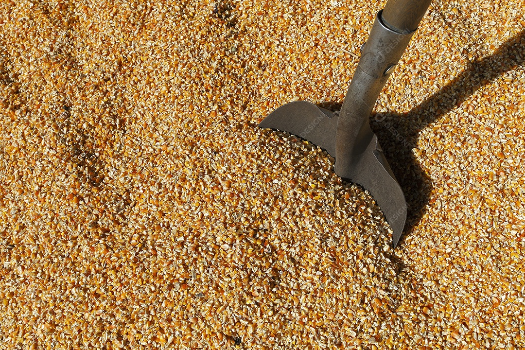 Milho para alimentar