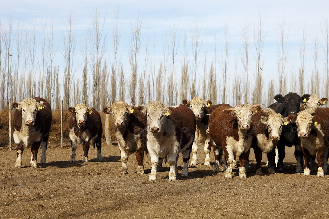 Gado Hereford em um curral