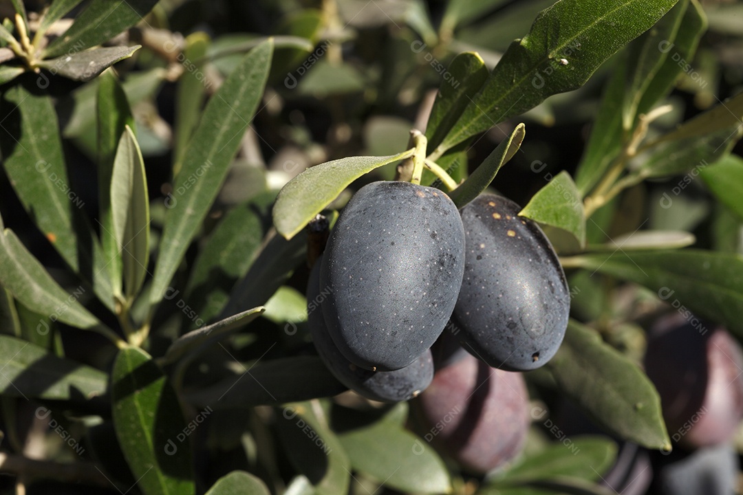 Galhos com frutos de oliveira