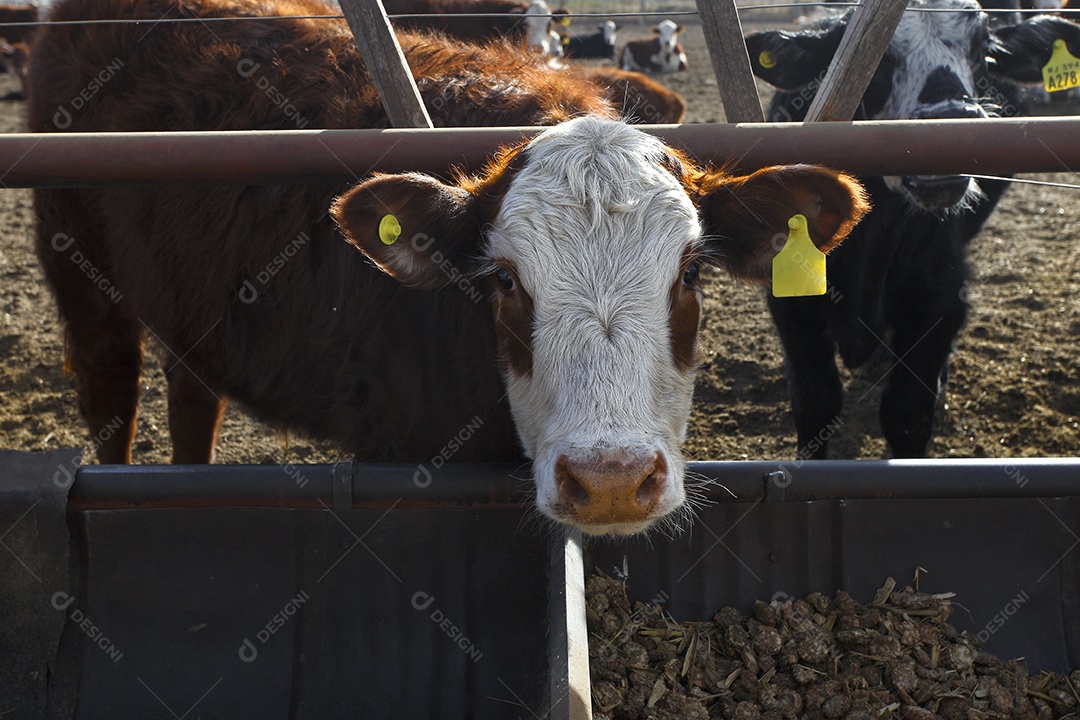 Gado Hereford em um curral
