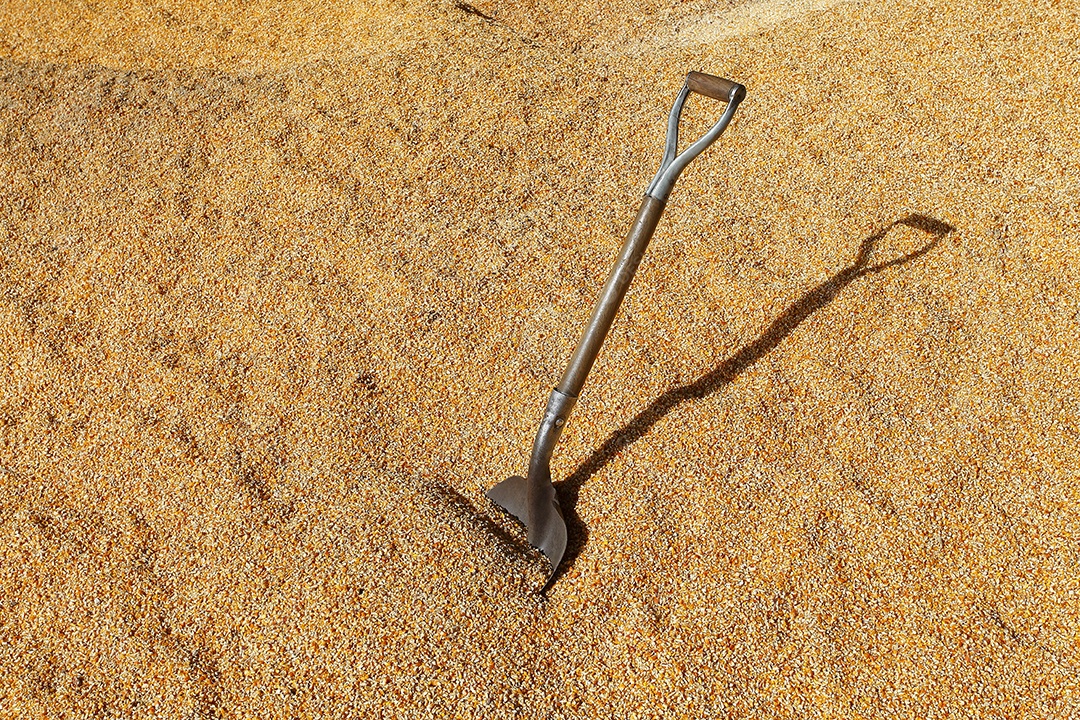 Milho para alimentar