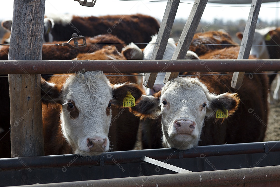 Gado Hereford em um curral
