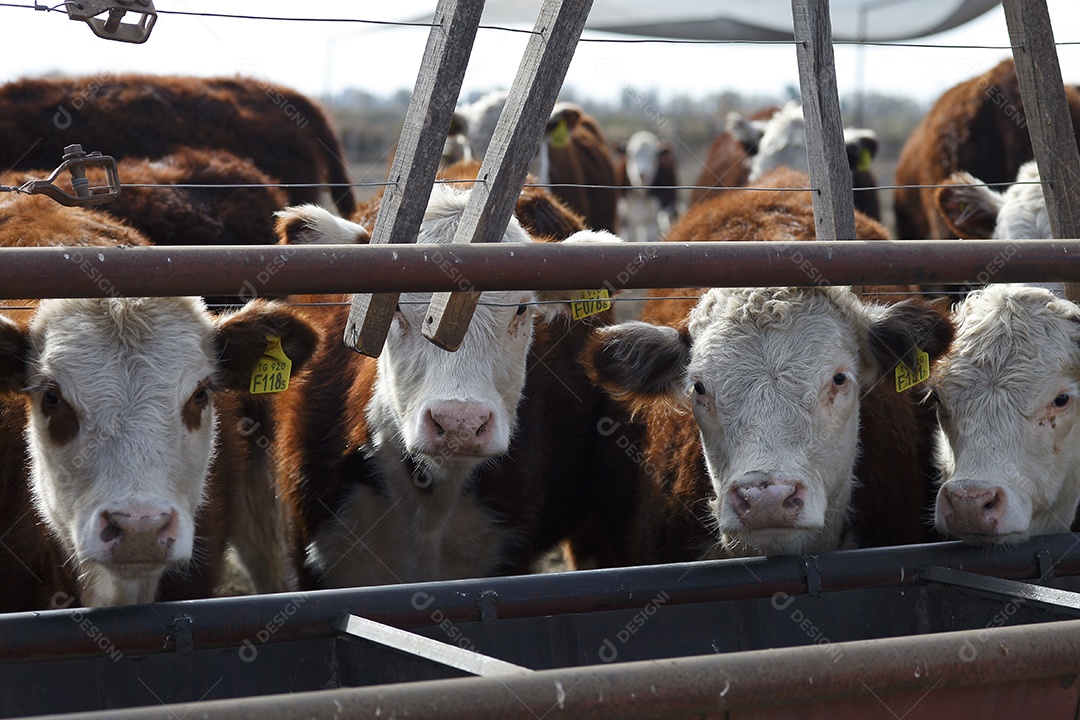 Gado Hereford em um curral