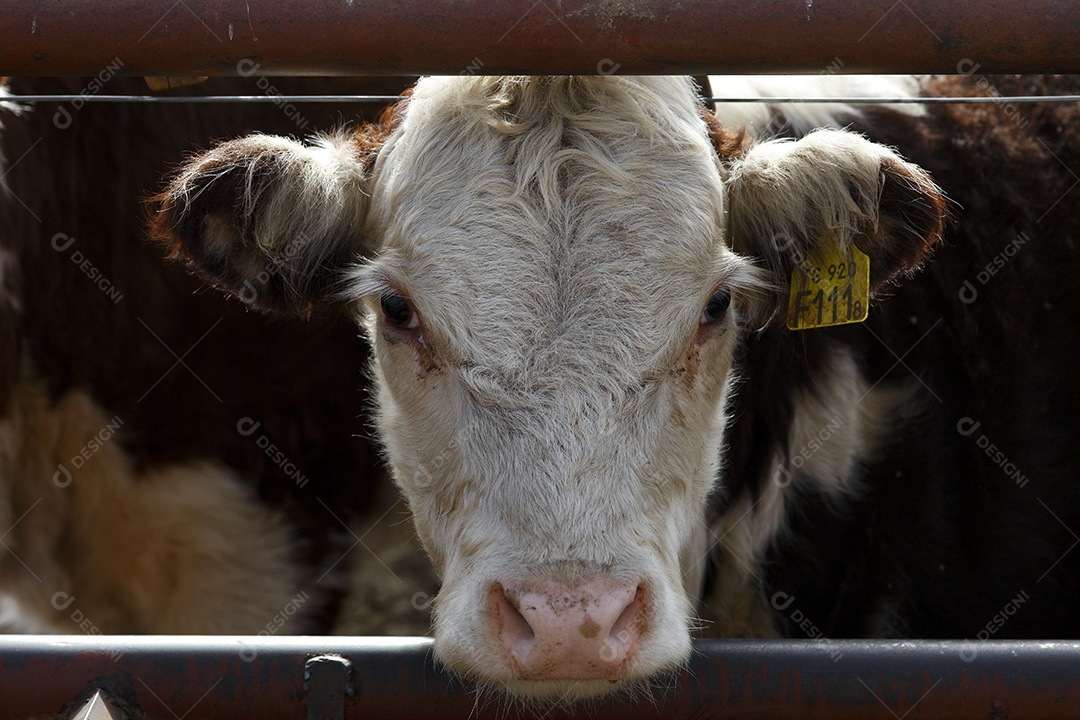 Gado Hereford em um curral