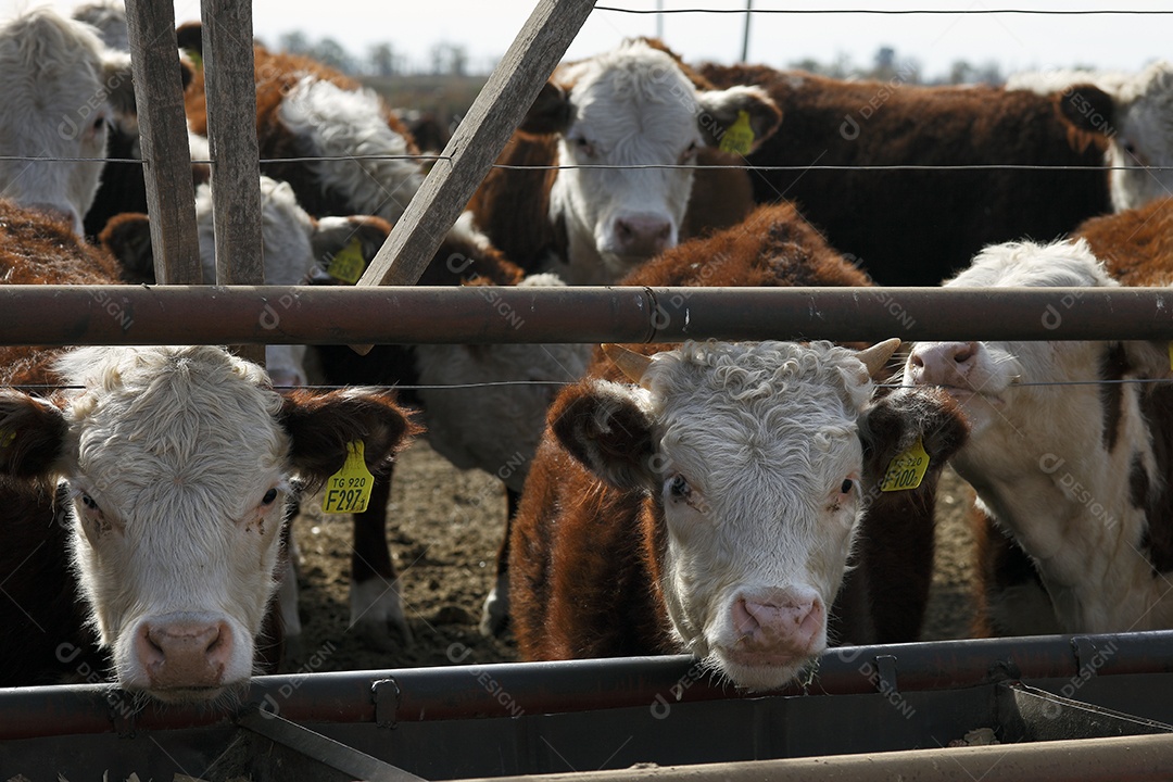 Gado Hereford em um curral