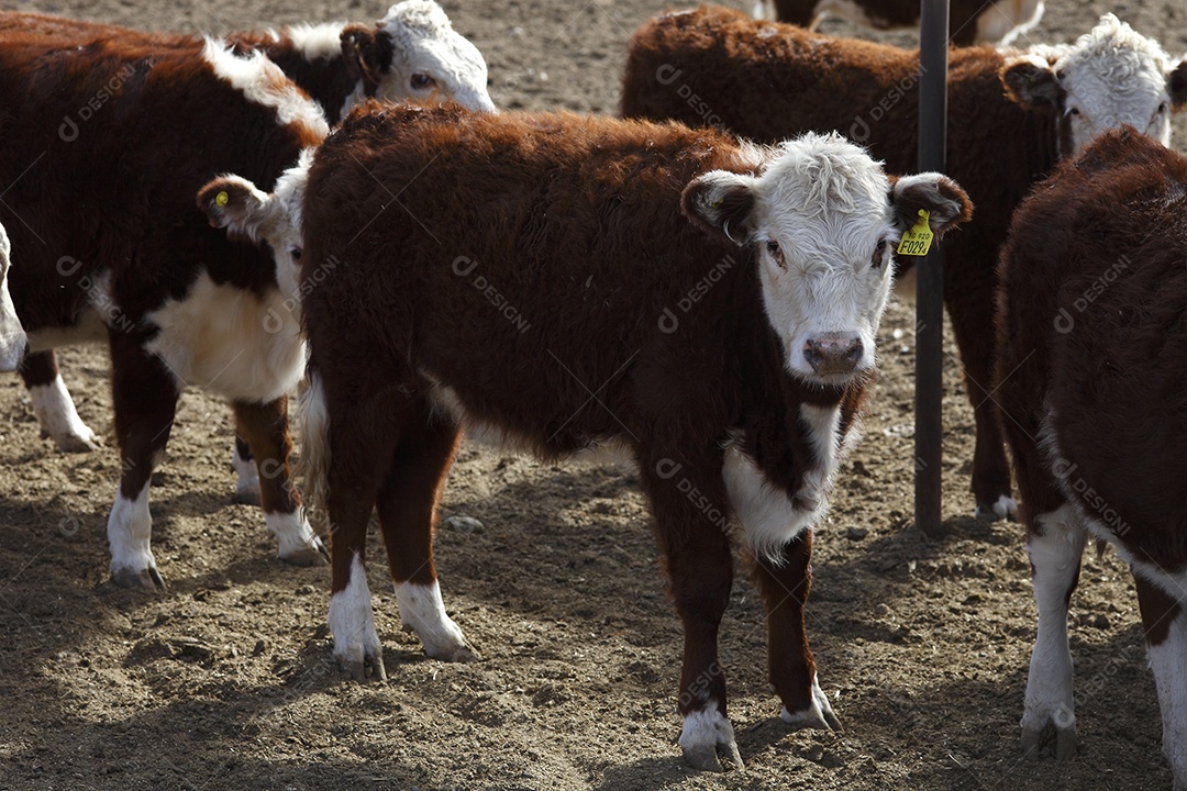 Gado Hereford em um curral