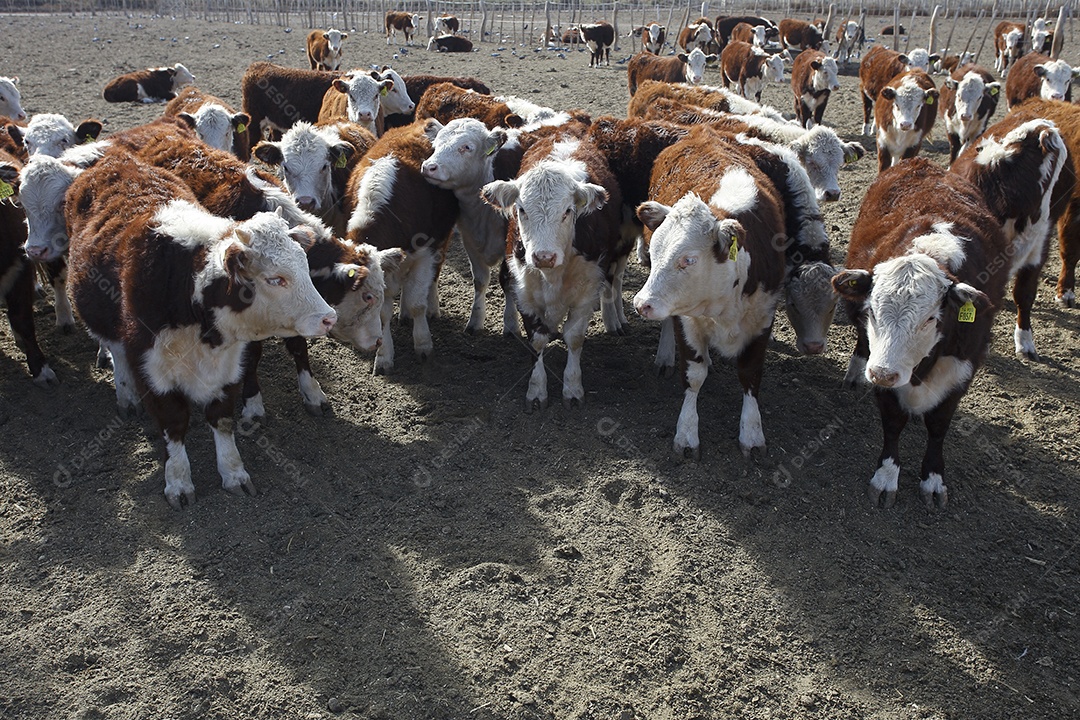 Gado Hereford em um curral