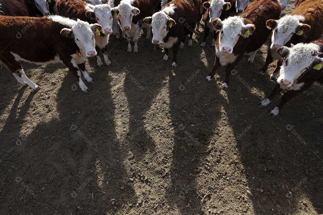 Gado Hereford em um curral